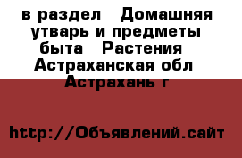  в раздел : Домашняя утварь и предметы быта » Растения . Астраханская обл.,Астрахань г.